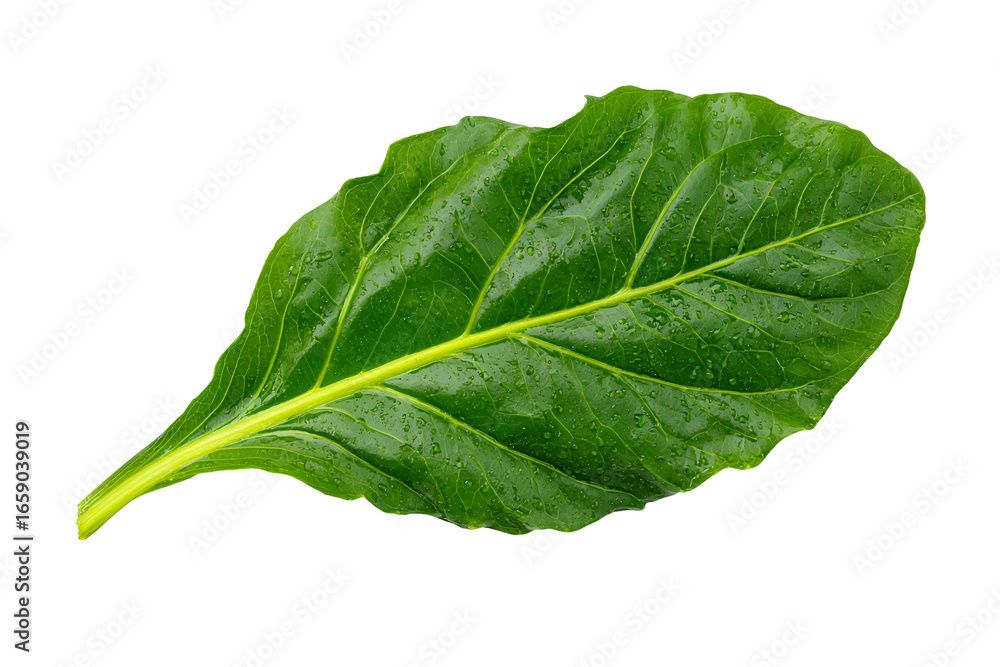 Obraz premium Dew-Covered Green Leaf Isolated on Black Background