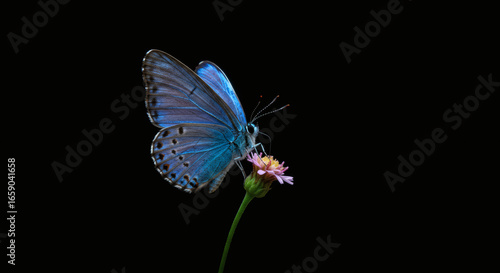 Macro shots, Beautiful nature scene. Closeup beautiful butterfly sitting on the flower in a summer garden.
