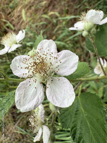 Brombeere Rubus Blackberry Hecke Dornen Stachel Beere Heilpflanze Obst Rosaceae, hedge thorns spine berry Juice fruit rosaceae Purple jam lila flower pink Marmelade jam medicinal plant Beere salad