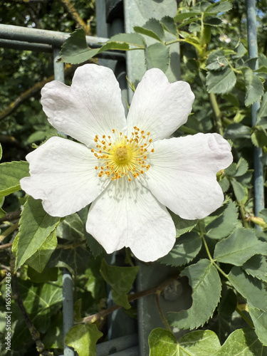 Rosaceae Ackerrose Hundsrose Rose Caninae Wildrose Heckenrose Heiderose field dog wild white pink heather rose nature pink White rosa floral Beautiful