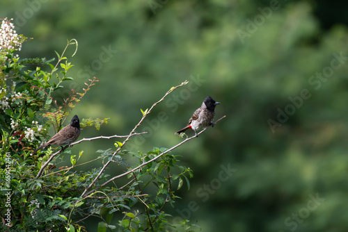 Tableau sur toile Two Red vented bulbul perched on a tree branch in natural habitat, with green leaves in the background
