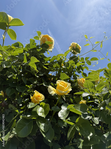 Roses Rosids Flower Love Red Yellow White Thorns Plant Shrub Spines Wild Roses Cultivated Roses Blossoms Bouquet Gift Valentine's Day Wedding Anniversary Meadow Gardener Water Spines Ornamental Plant 