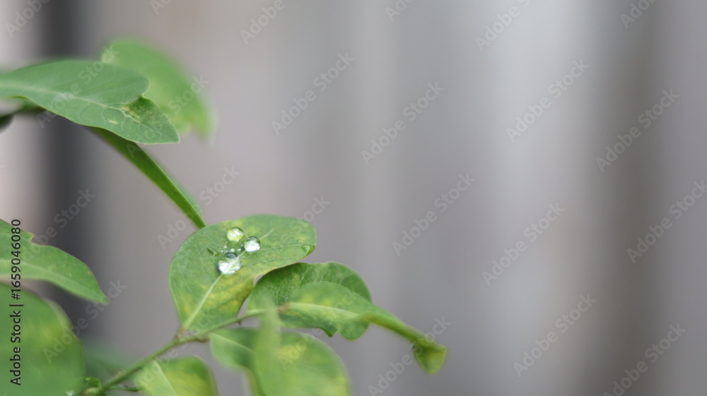 Fototapeta premium The dew drops on the leaves in the morning are like sparkling gems.