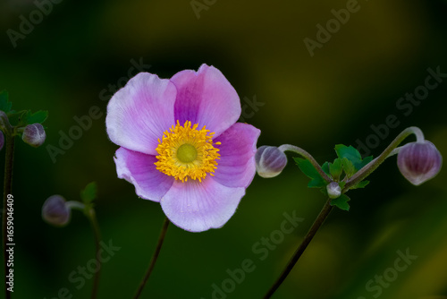 Japanese Anemone with a pink blossom and flower buds in a garden setting.