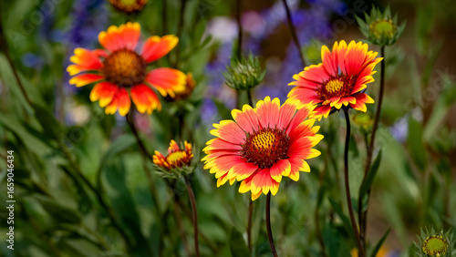 African daisies in a garden in afternoon sunshine.