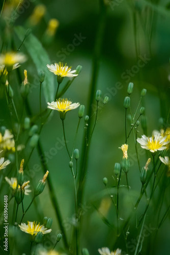 Field of yellow wildflowers in the summer sun.