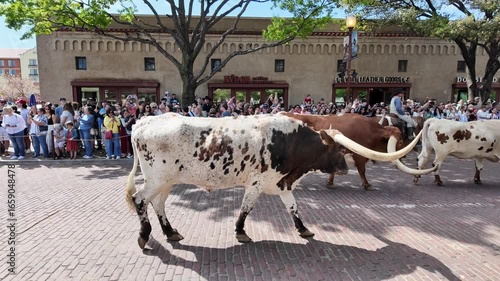 Texas Longhorn Cattle Herd Walking on Historic Brick Street in Fort Worth Stockyards: Western Heritage & Cowboy Culture