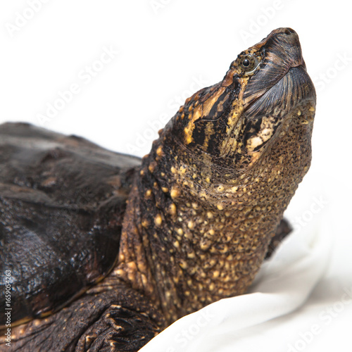 Portrait of Common Snapping Turtle on White Background