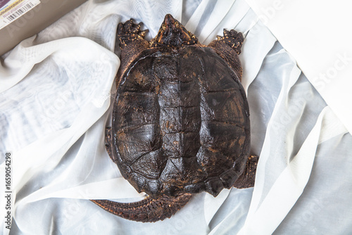 Common Snapping Turtle Shell Top View Isolated on White
