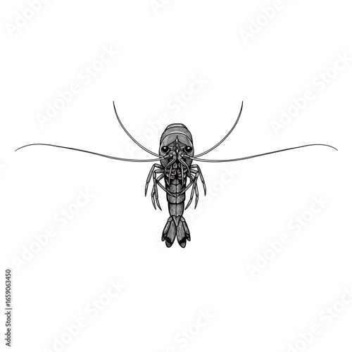 black and white silhouette of shrimp on a white background