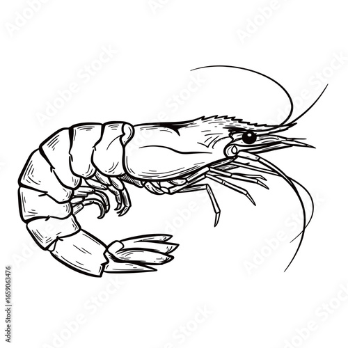 black and white silhouette of shrimp on a white background