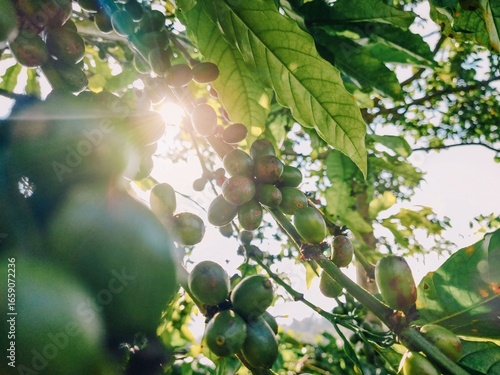 Tableau sur toile Green coffee cherries bathed in warm sunlight, a beautiful moment in nature's cycle