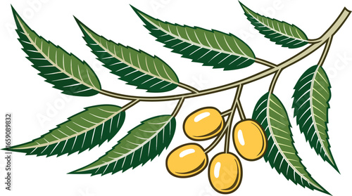 Neem Fruits and Leaves Isolated on White Background