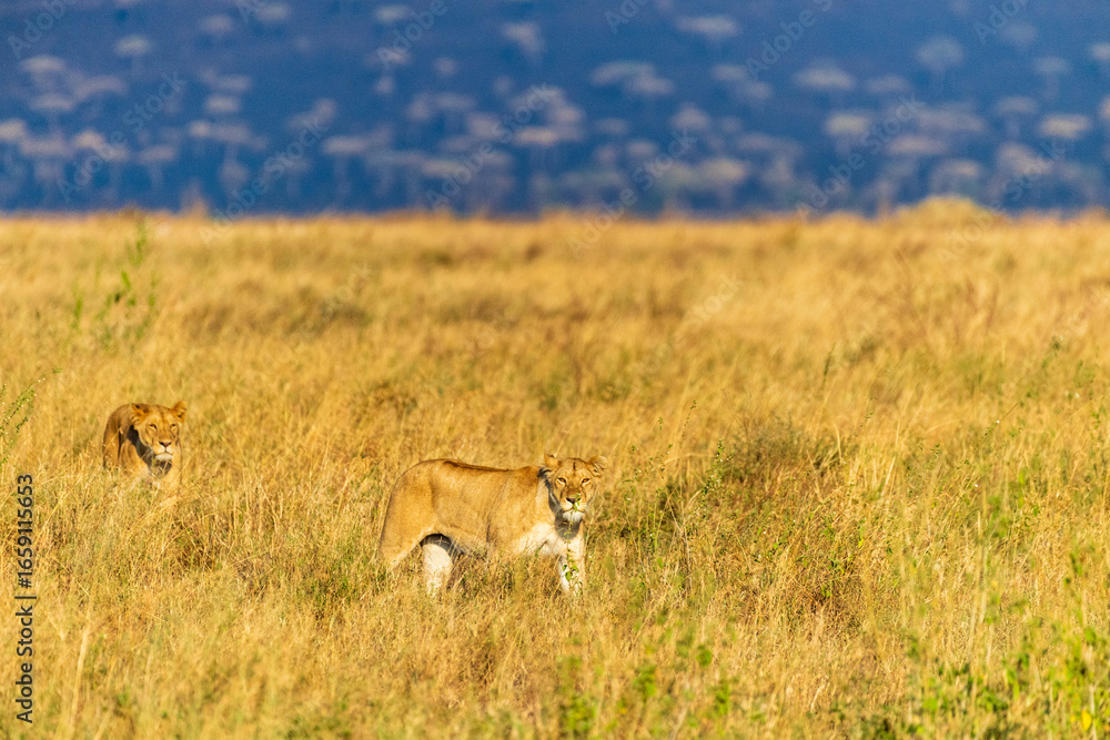 Fototapeta premium A pride of lions -Panthera Leo- in the golden light of the early morning in the Serengeti, Tanzania