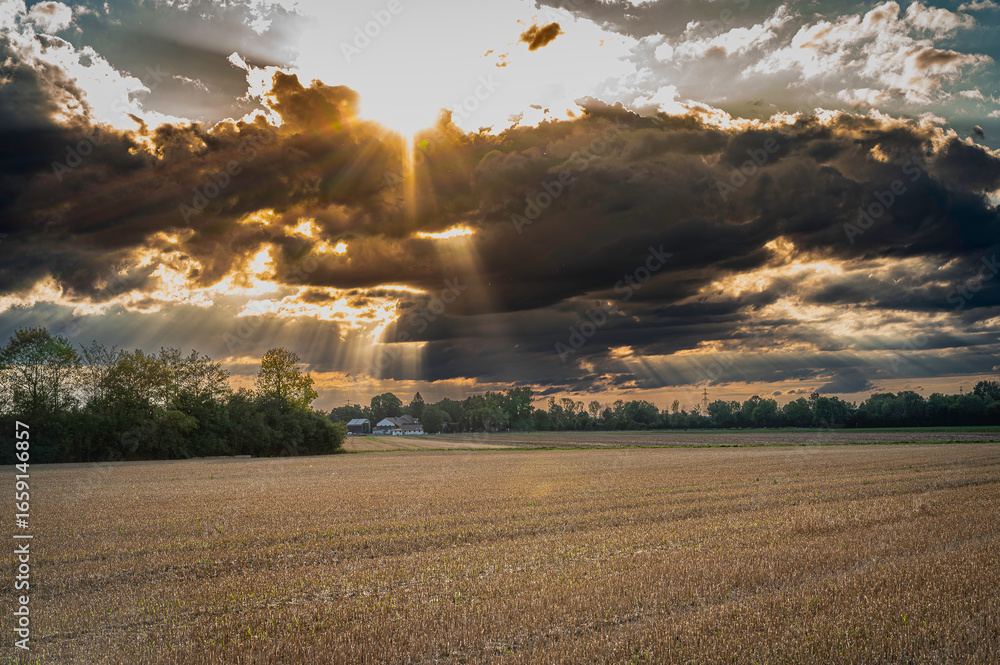 Fototapeta premium sunset over the field