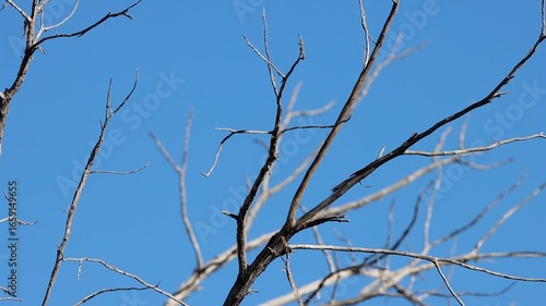 House Finch in a tree in southern Arizona in spring with blue sky in background