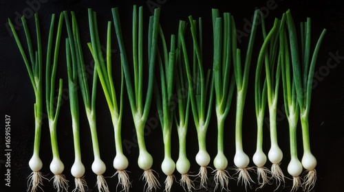 Fresh spring onions isolated on a white background, neatly arranged with green leaves and white bulbs clearly visible