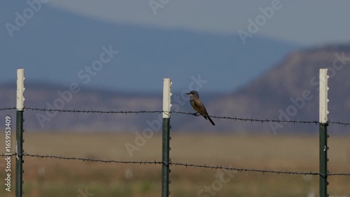 Cassin’s Kingbird, a kind of flycatcher, perched in a barbed-wire fence in rural New Mexico