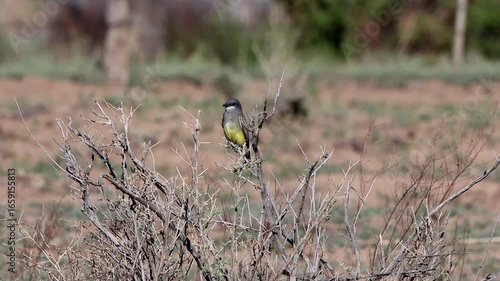 Cassin’s Kingbird, a kind of flycatcher, perched in a bush in New Mexico in autumn