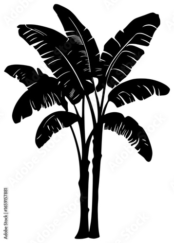 Banana tree silhouette drawing