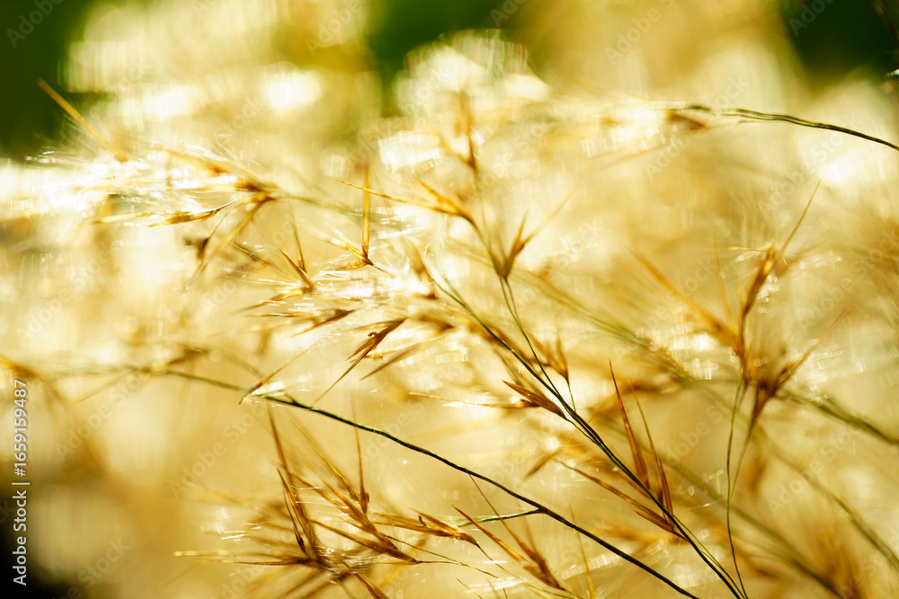 Close-Up of Shimmering Golden Grass Blades in Soft Natural Light Close-Up of Shimmering Golden Grass Blades in Soft Natural Light