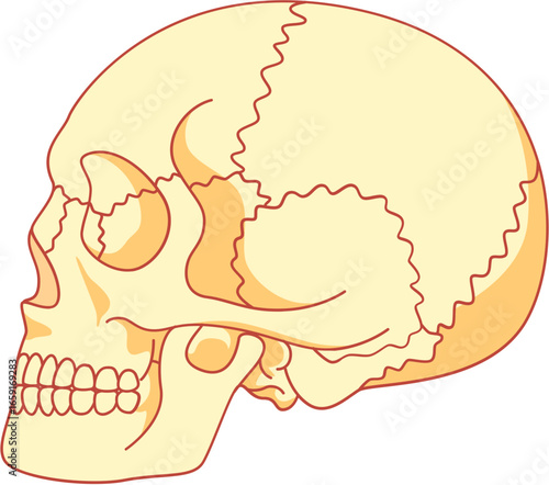 Human Skull Anatomy Illustration