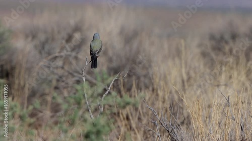 Flycatcher on a shrub in a weedy field in northern New Mexico