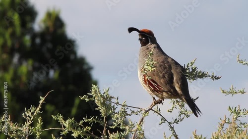 Closeup of a Gambel’s Quail calling in a tree in early morning light in Arizona