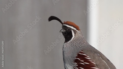 Closeup of a Gambel’s Quail in early morning light in Arizona