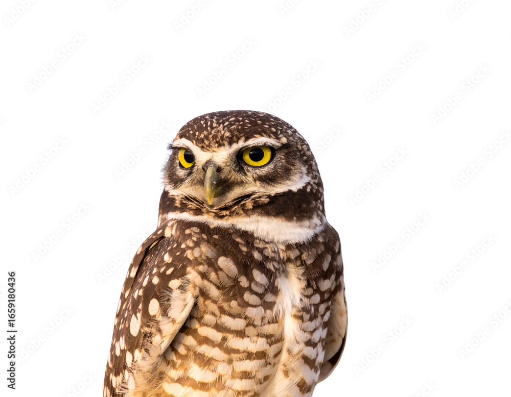 Naklejka premium great grey owl