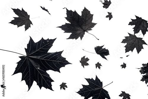  Autumn black Leaves Falling Against Transparent Background