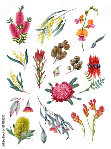 Australia native flora element collection. Watercolor vintage illustration. Hand drawn banksia, golden wattle, waratah flower, desert pea, gum tree branch, brush tree element set on white background