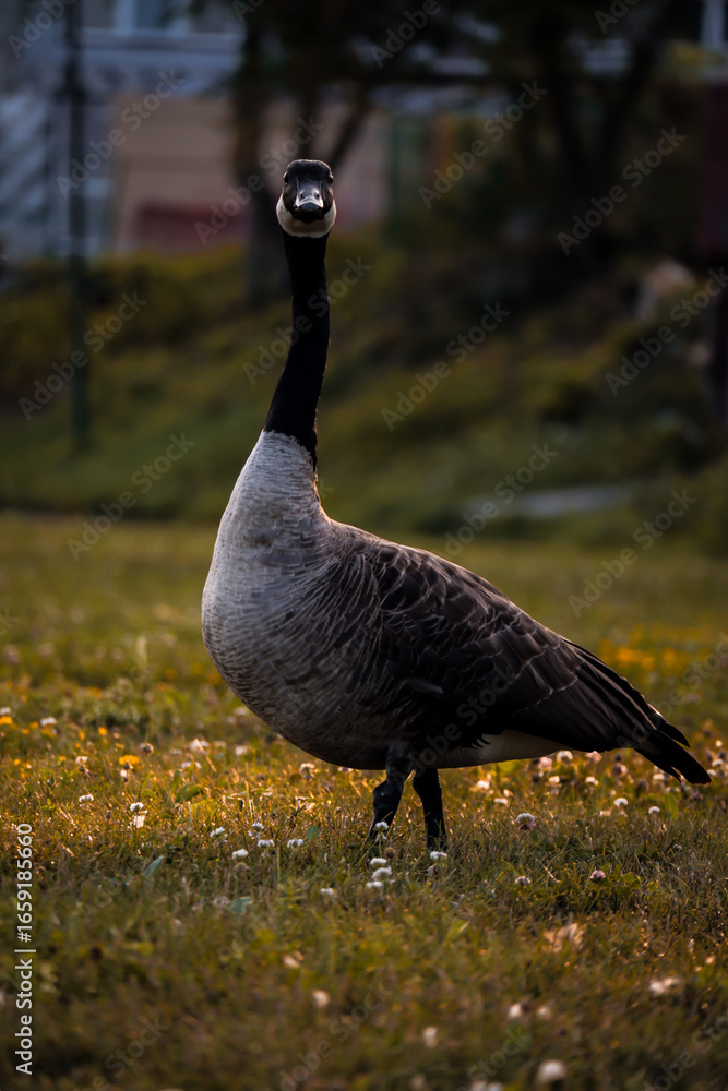 Fototapeta premium canada goose in the park