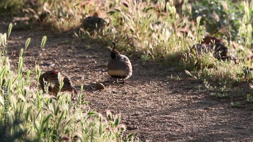 Two Gambel’s Quail feeding on a trail in dawn light in Arizona