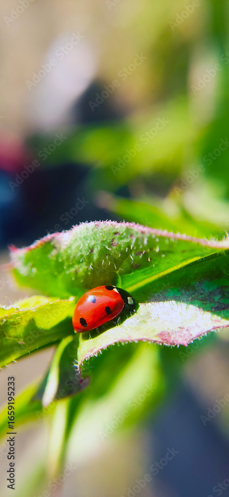 Fototapeta premium Close up beautiful nature macro photo on a blurry background 