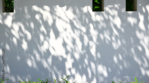 白い壁に掛かった木の影