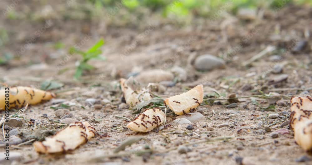 Ants on french fries in dirt 4k Ants on french fries in dirt 4k