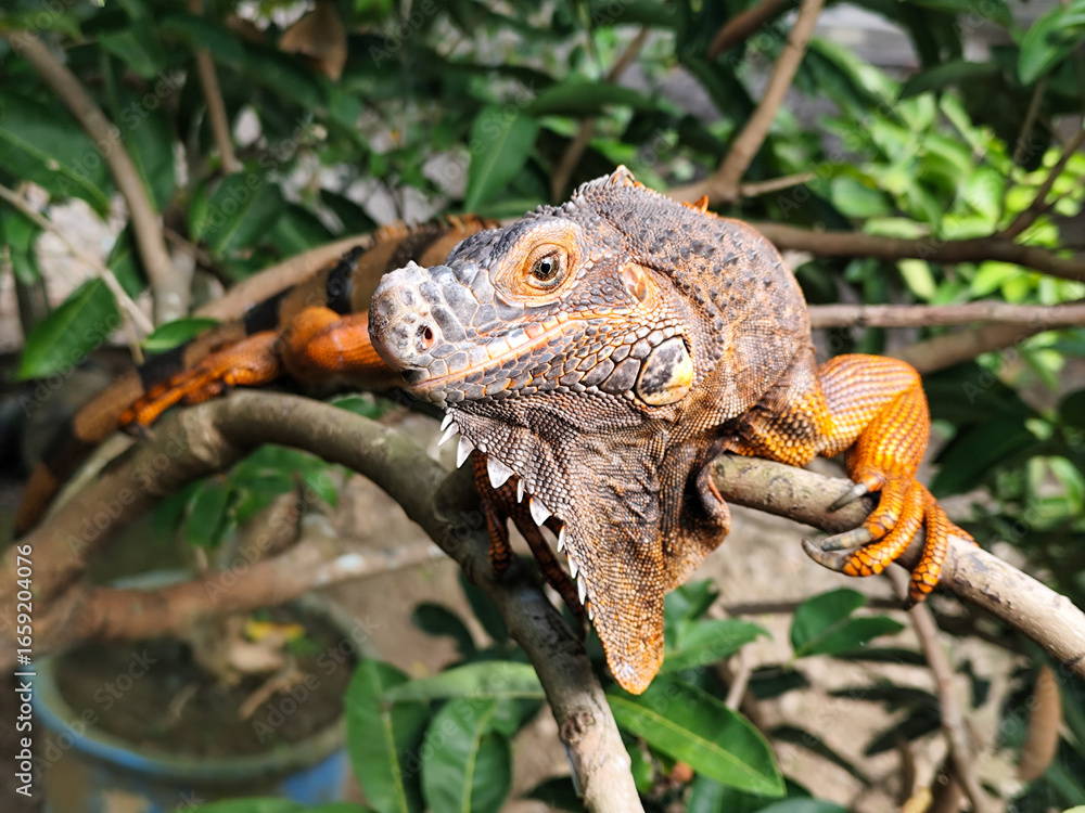 Fototapeta premium Orange iguana is sunbathing on a green leafy tree trunk, in the morning, with a natural blurred background.