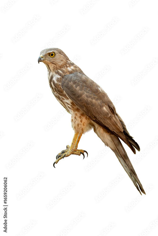 Obraz premium Shikra perched with sharp gaze and raised talons isolated on white background