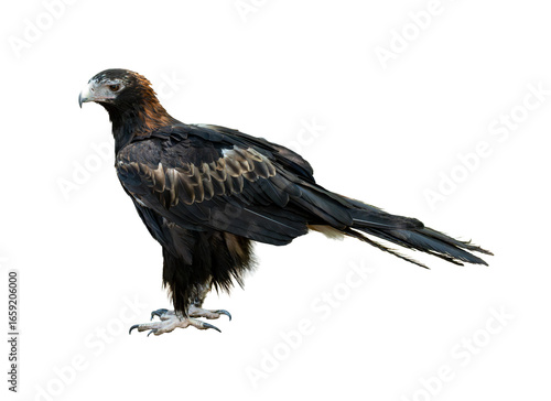 Majestic wedge-tailed eagle standing tall with sharp gaze and powerful talons