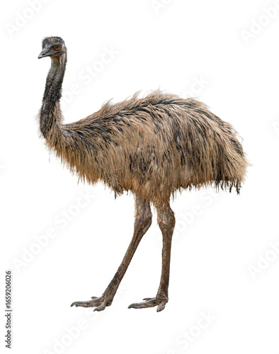 Tall emu bird standing on long legs with brown shaggy feathers isolated on white