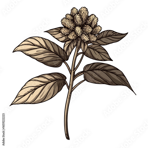 Ginseng leaf 