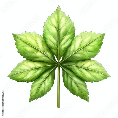 Ginseng leaf isolated 