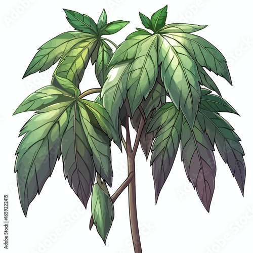 Ginseng leaf on white 