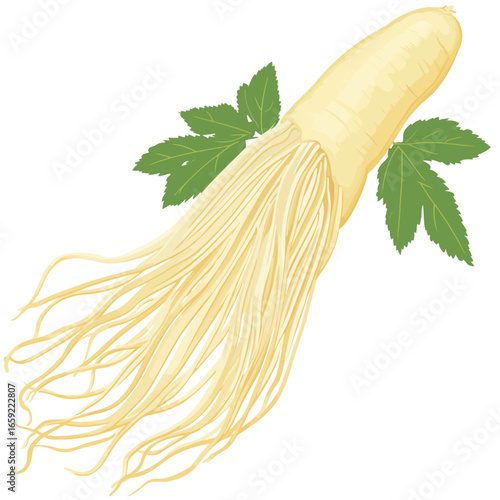 Ginseng on white background 