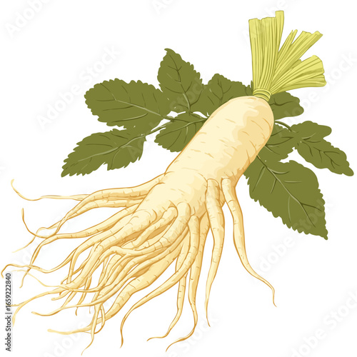 Ginseng leaf isolated white background 