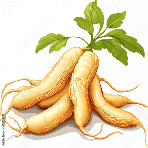 Ginseng leaf isolated on white 