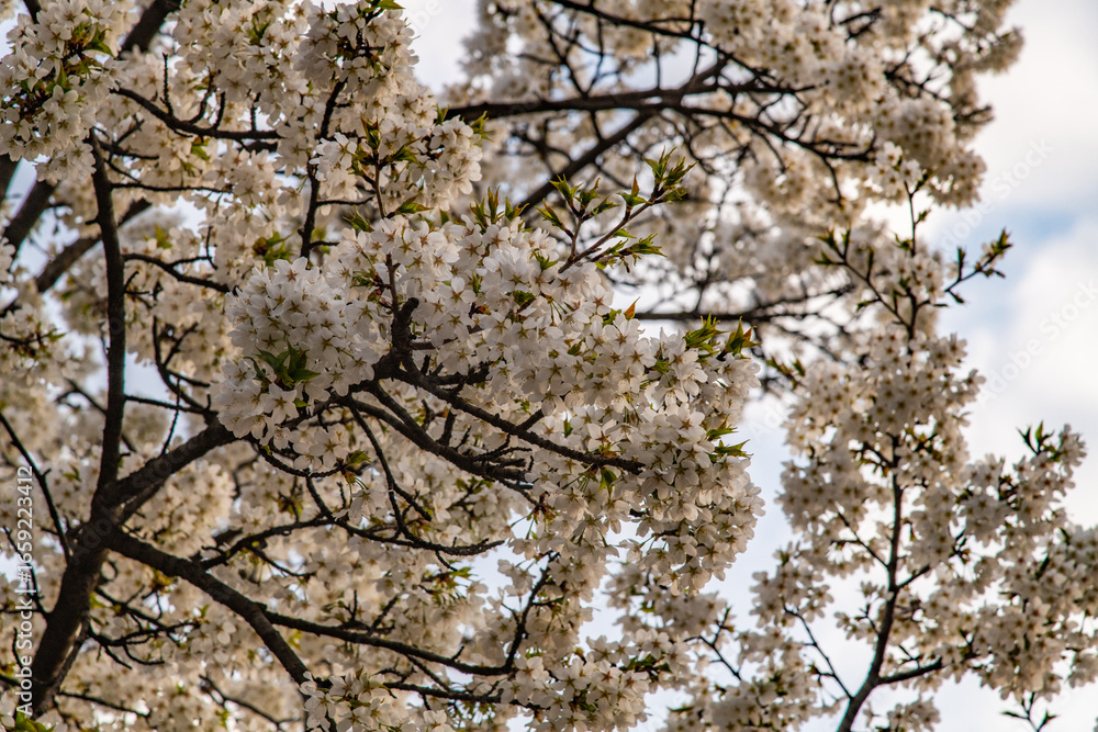 Fototapeta premium low angle view of cherry blossoms in springtime