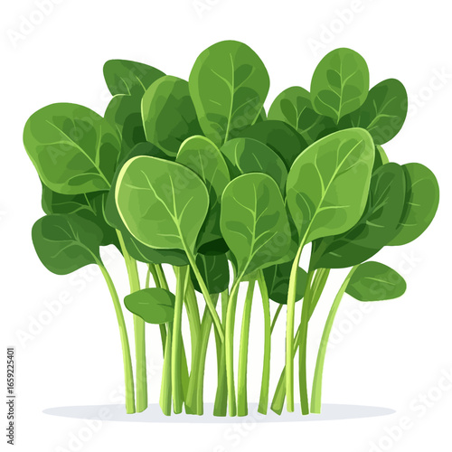Green spinach vector illustration 