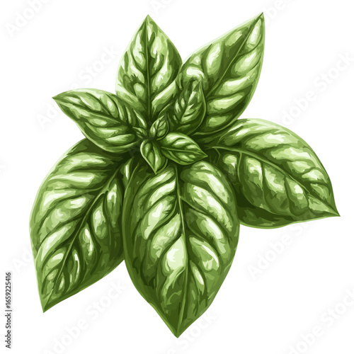 Green spinach illustration 